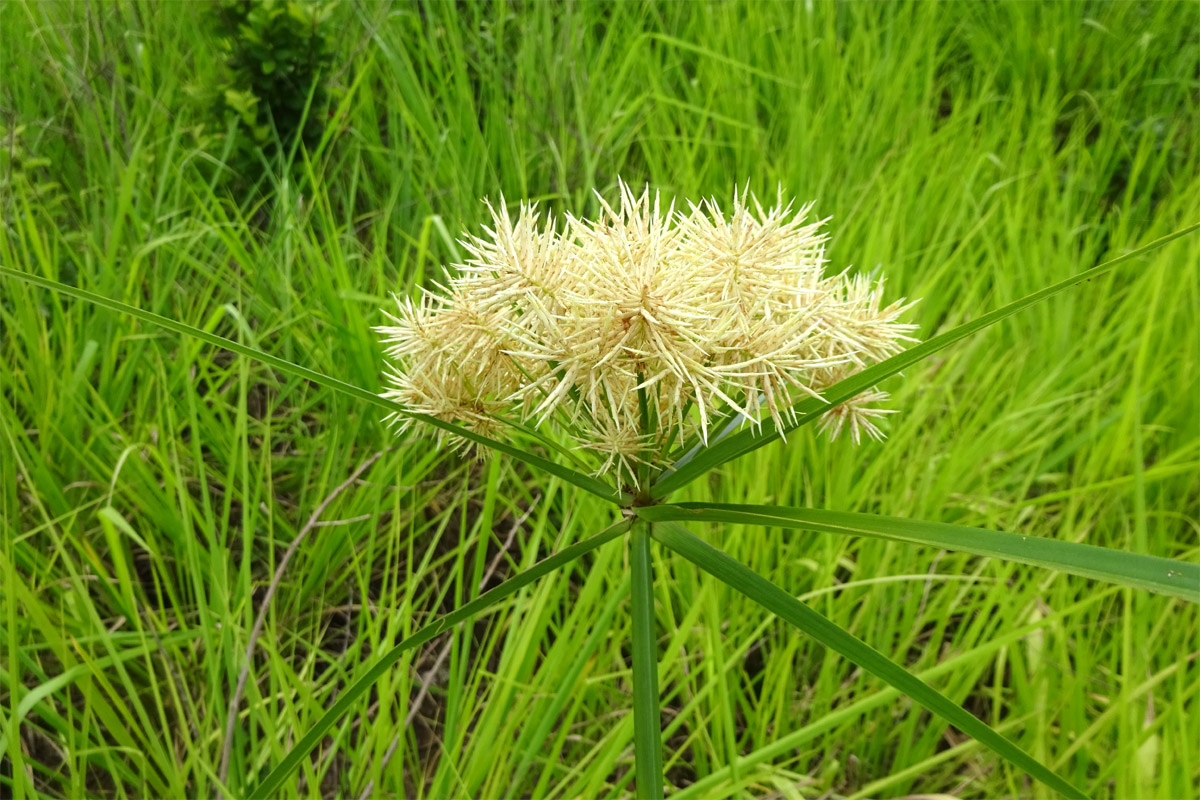 Изображение особи Cyperus hemisphaericus.