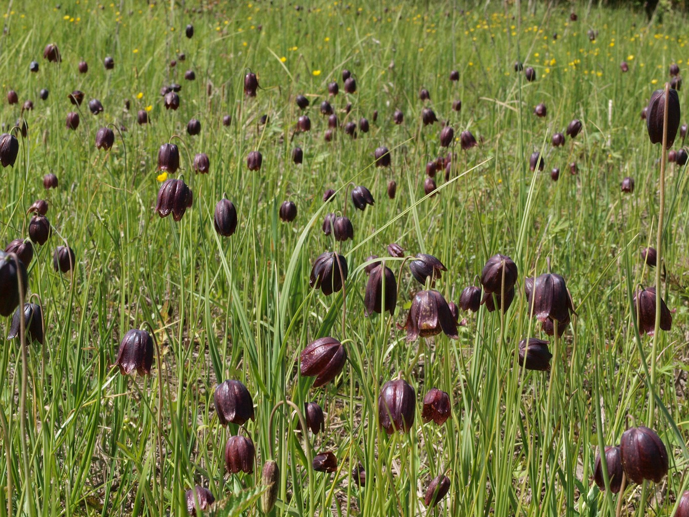 Image of Fritillaria meleagroides specimen.