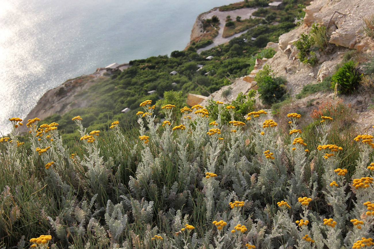 Изображение особи Tanacetum millefolium.