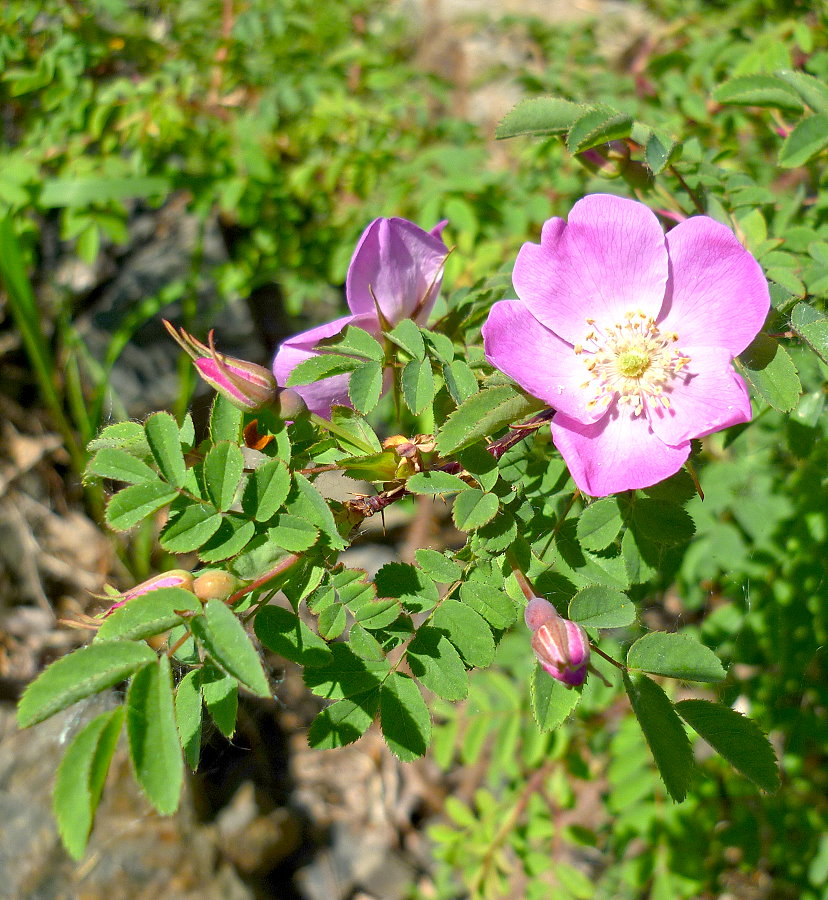 Image of Rosa koreana specimen.