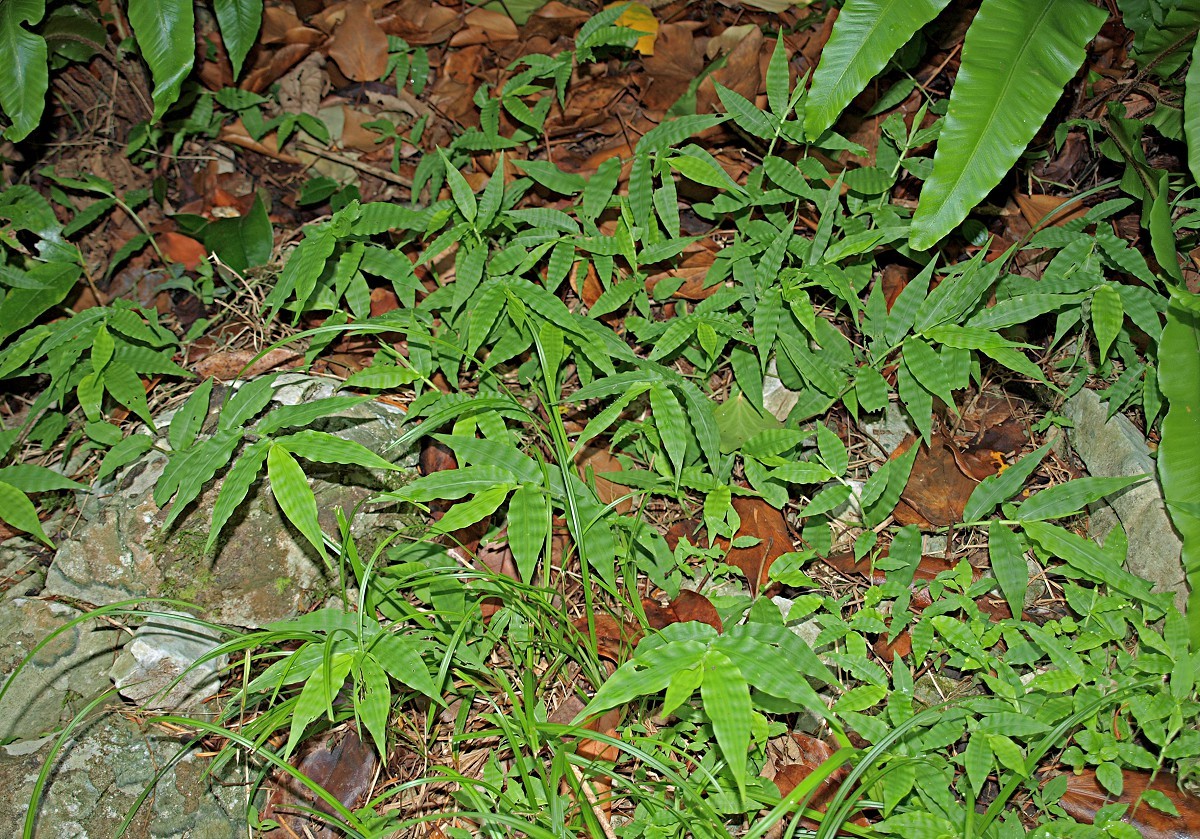 Image of Oplismenus undulatifolius specimen.