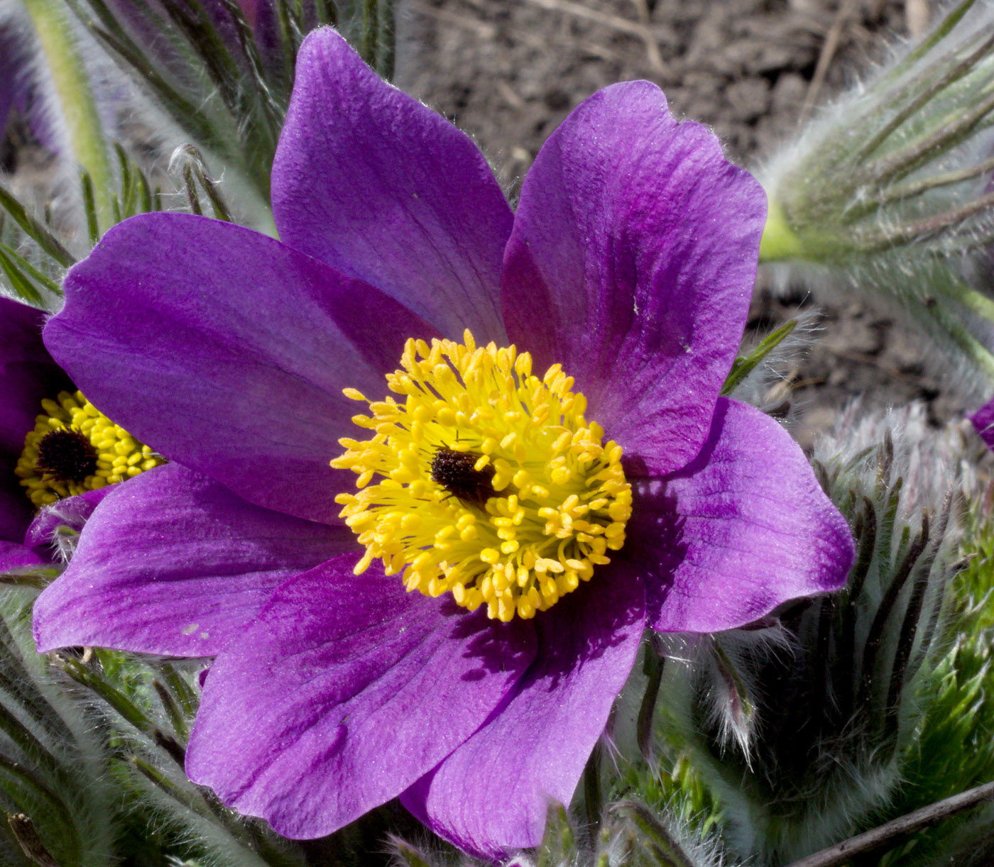 Изображение особи Pulsatilla vulgaris.