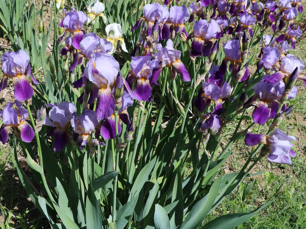 Изображение особи Iris germanica.