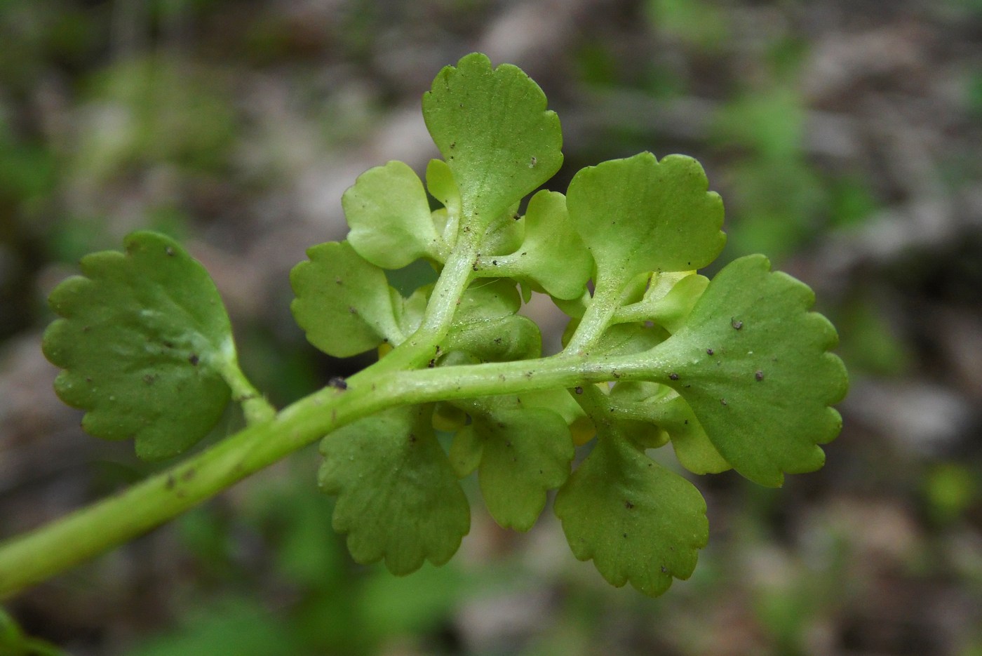 Изображение особи Chrysosplenium alternifolium.