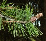 Pinus contorta. Побег с микростробилами. Ярославская обл., г. Переславль-Залесский, дендрологический парк им. С. Ф. Харитонова, в культуре. Май 2021 г.