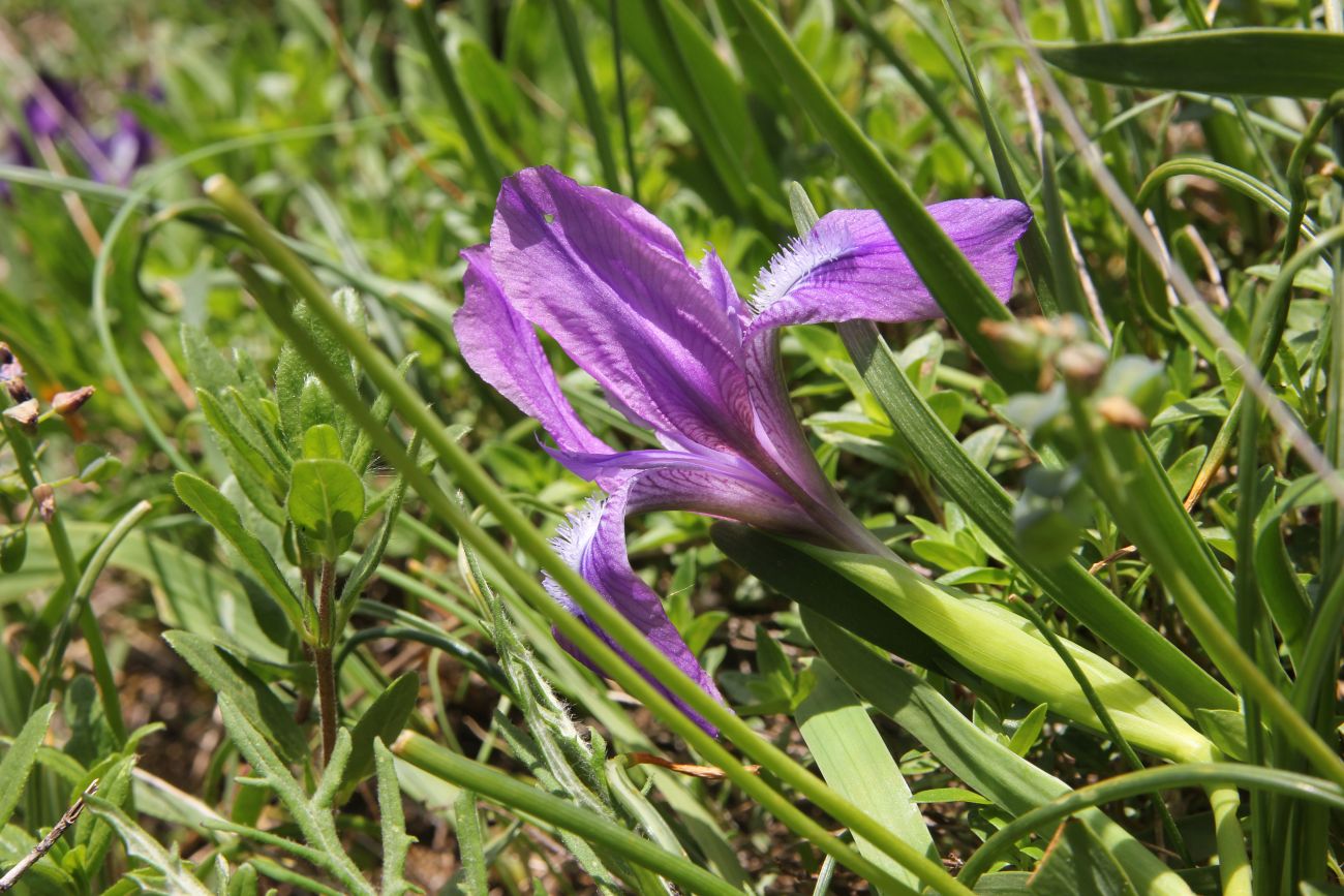 Image of Iris aphylla specimen.