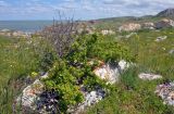 Crataegus taurica. Расцветающий кустарник. Крым, Караларский природный парк, долина р. Сююрташ, степь, каменистый участок. 09.05.2021.