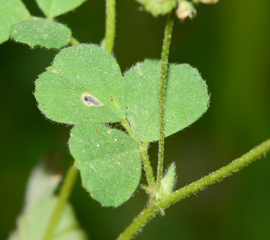 Image of Medicago coronata specimen.