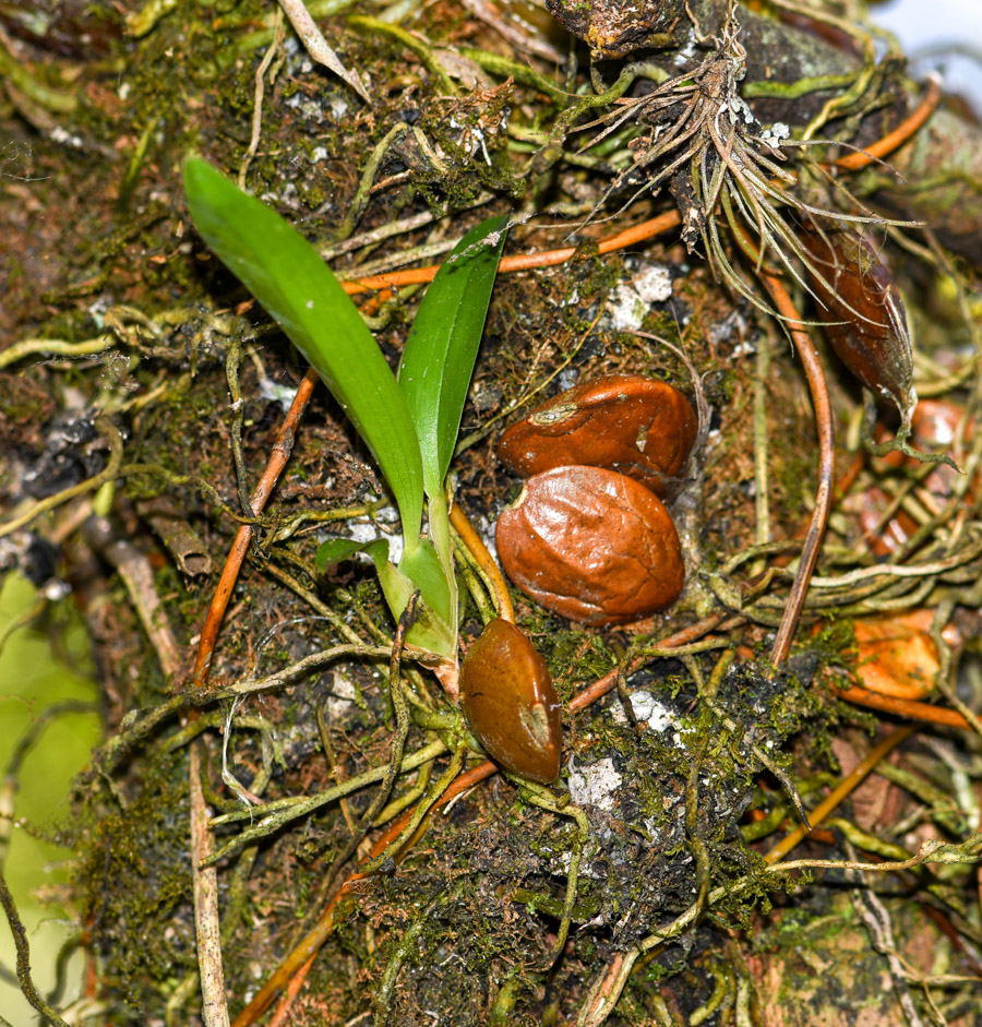 Image of familia Orchidaceae specimen.