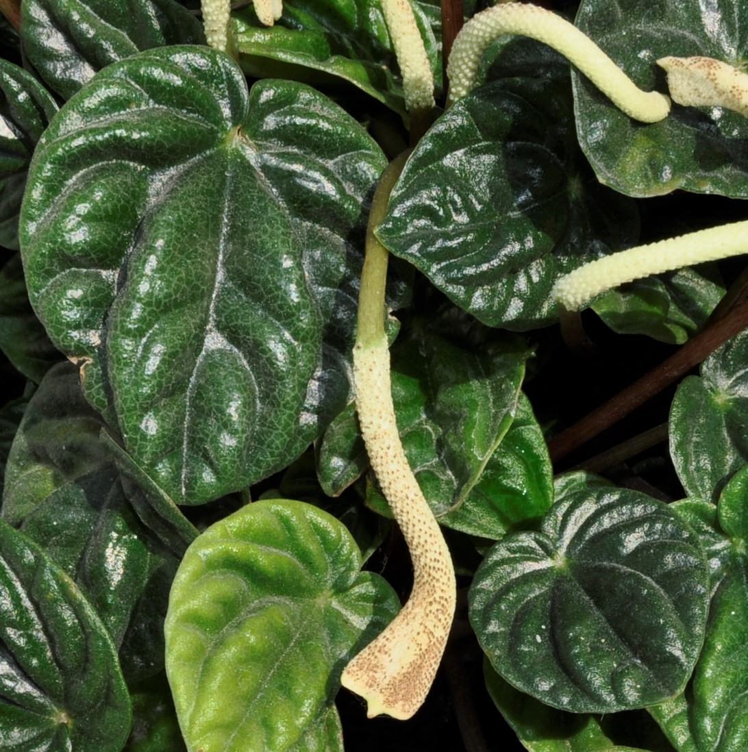 Image of genus Peperomia specimen.