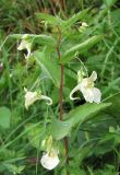 Impatiens noli-tangere