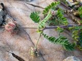genus Astragalus. Верхушка побега с соплодиями. Греция, Эгейское море, о. Сирос, окр. пос. Вари (Βάρη), вост. берег зал. Вари, незастроенный каменистый холм. 19.04.2021.