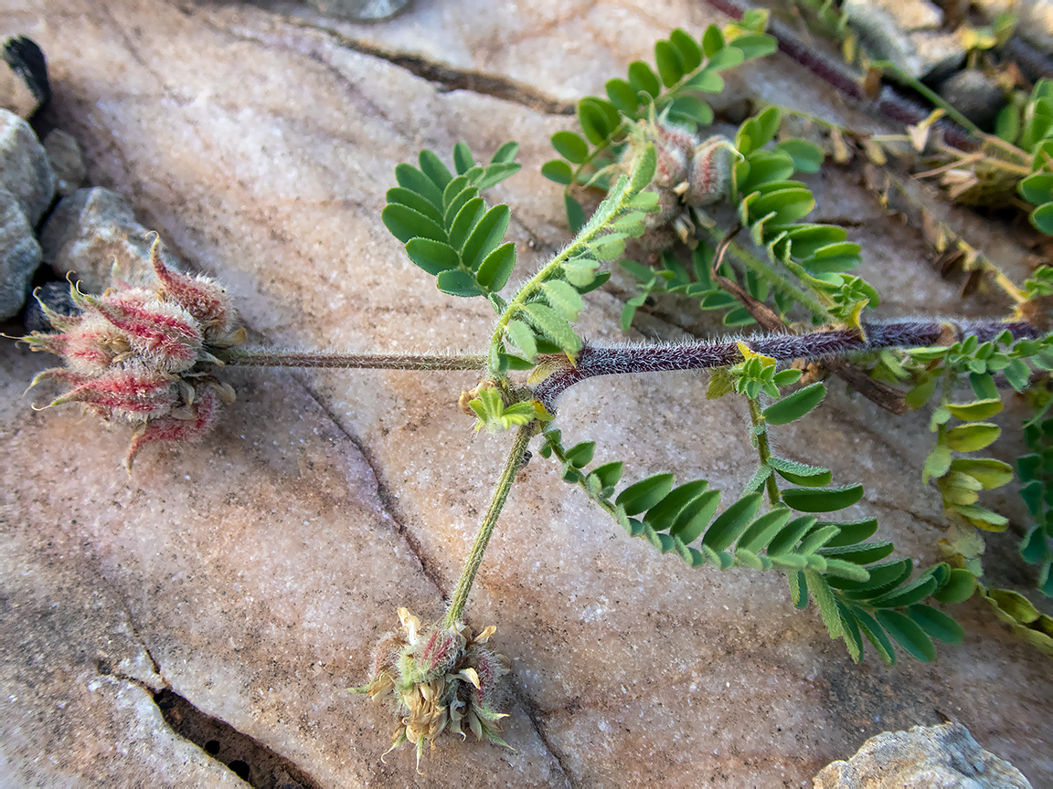 Изображение особи род Astragalus.