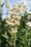 Filipendula ulmaria