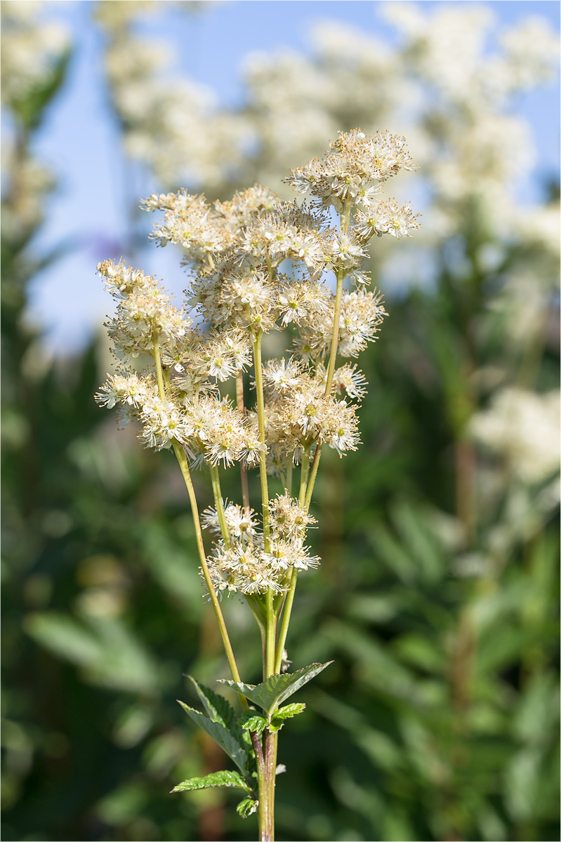 Image of Filipendula ulmaria specimen.