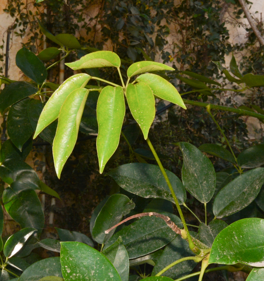 Image of Schefflera digitata specimen.