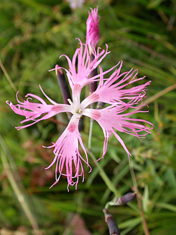 Изображение особи Dianthus superbus.