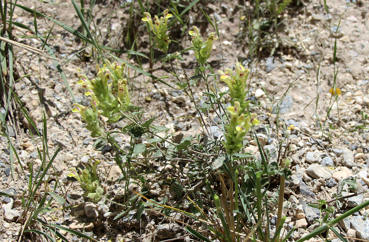 Image of Scutellaria adenostegia specimen.