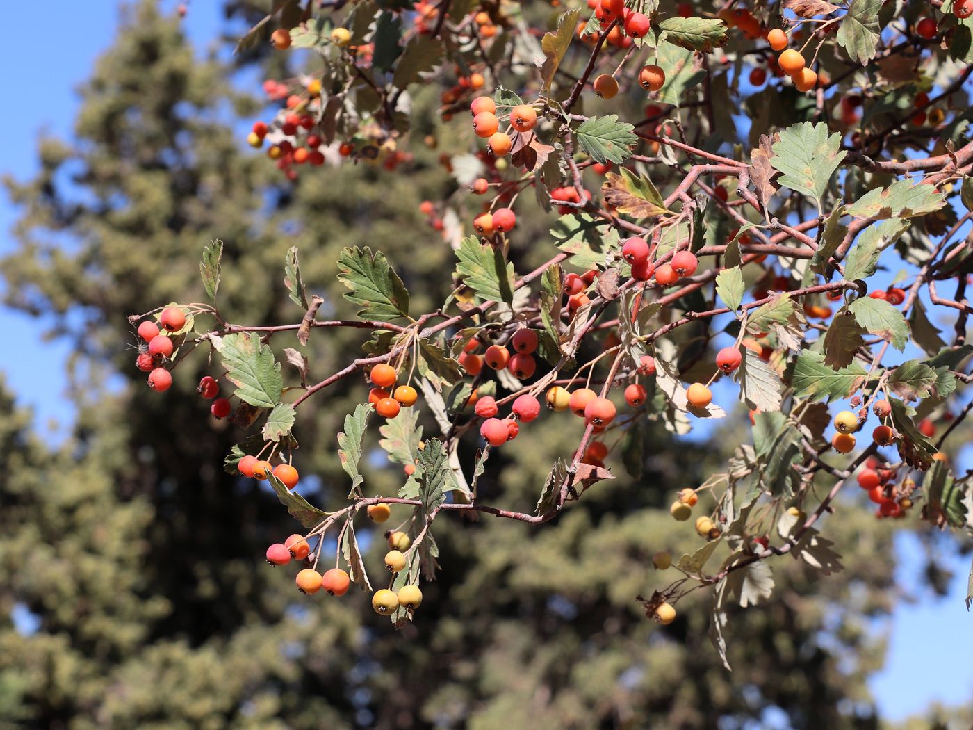 Изображение особи Sorbus persica.