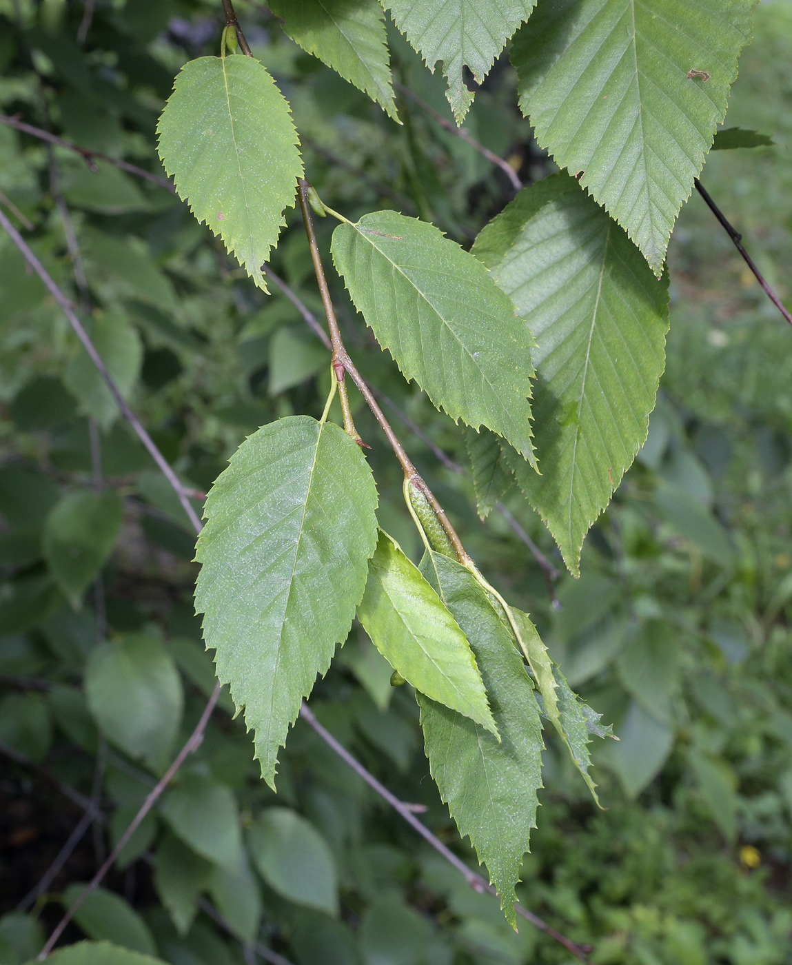 Image of Betula alleghaniensis specimen.