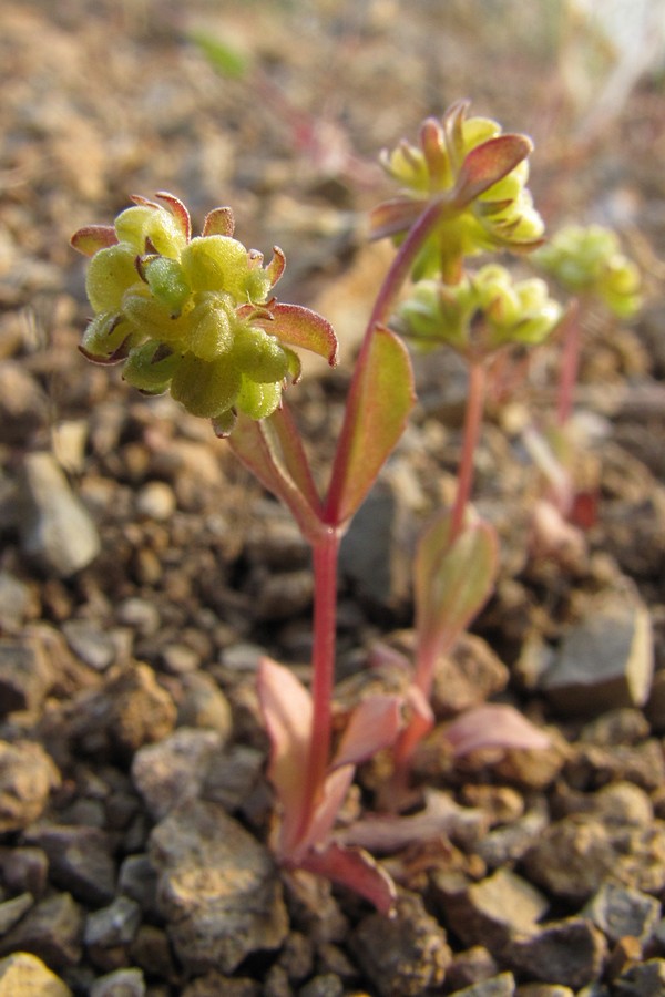 Image of Valerianella costata specimen.