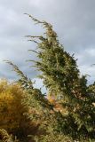 Juniperus communis. Ветви активно растущего взрослого растения. Мурманская обл., Кандалакшский р-н, с. Ковда, пологая скальная возвышенность, зарастающий деревьями разнотравно-злаковый луг. 26.09.2021.