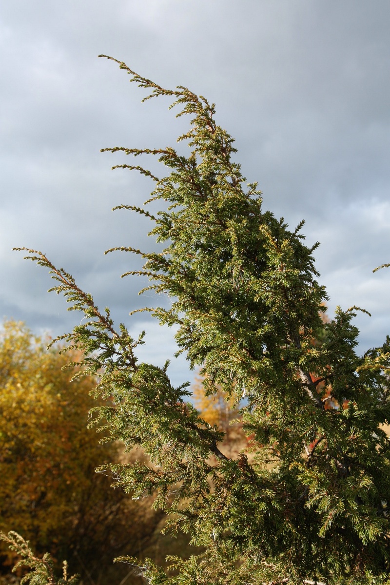 Изображение особи Juniperus communis.