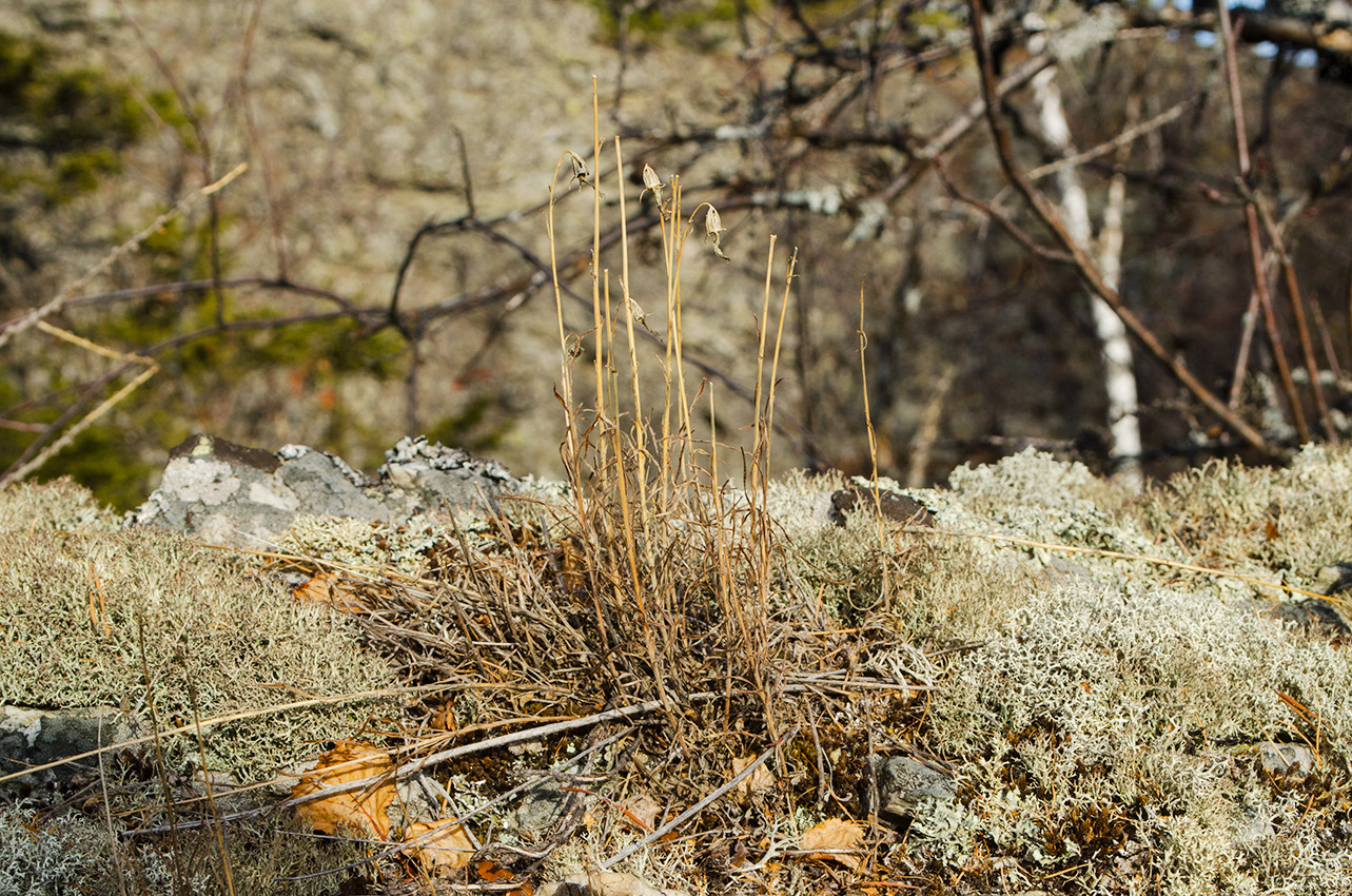 Image of Campanula rotundifolia specimen.