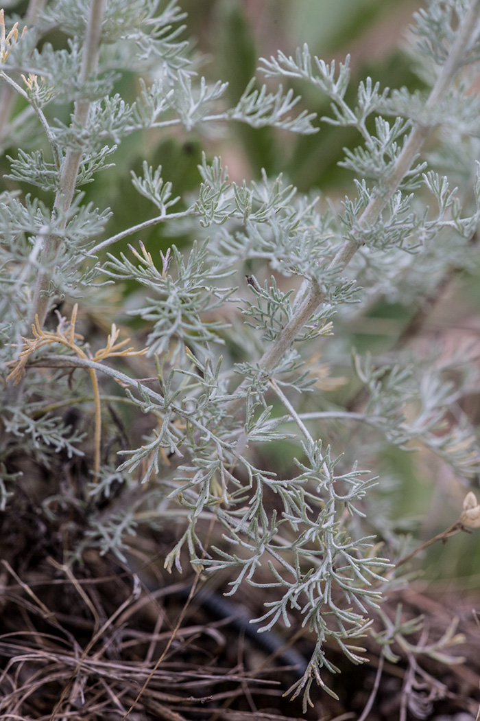 Image of Artemisia austriaca specimen.