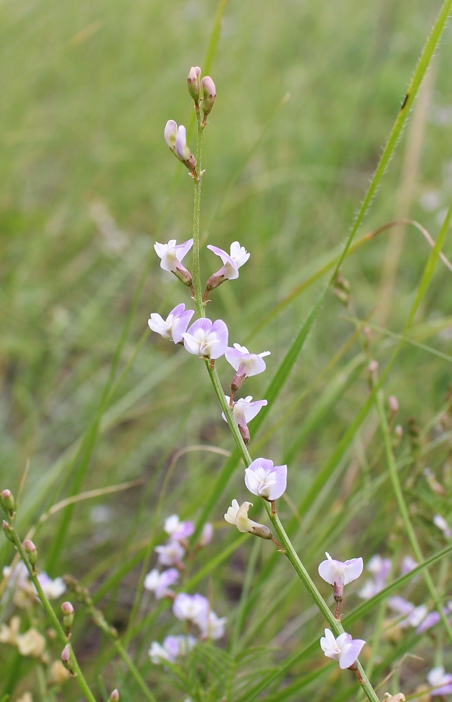 Изображение особи Astragalus austriacus.