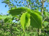 Ulmus laevis. Молодые листья. Беларусь, г. Минск, парк Грековой, декоративное озеленение. 10.05.2021.