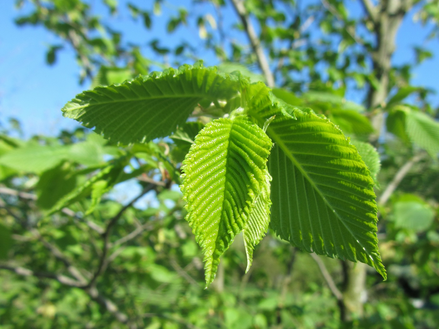 Image of Ulmus laevis specimen.