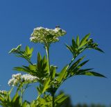 Sambucus ebulus