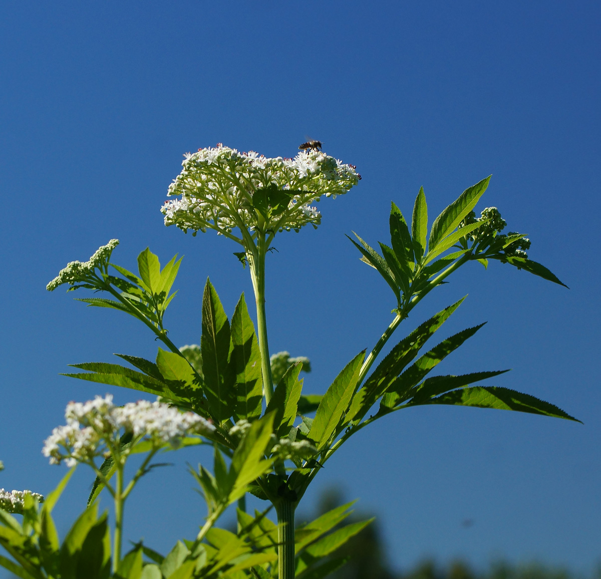 Image of Sambucus ebulus specimen.