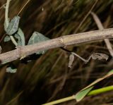 Image of taxon representative. Author is Татьяна Мальчинская