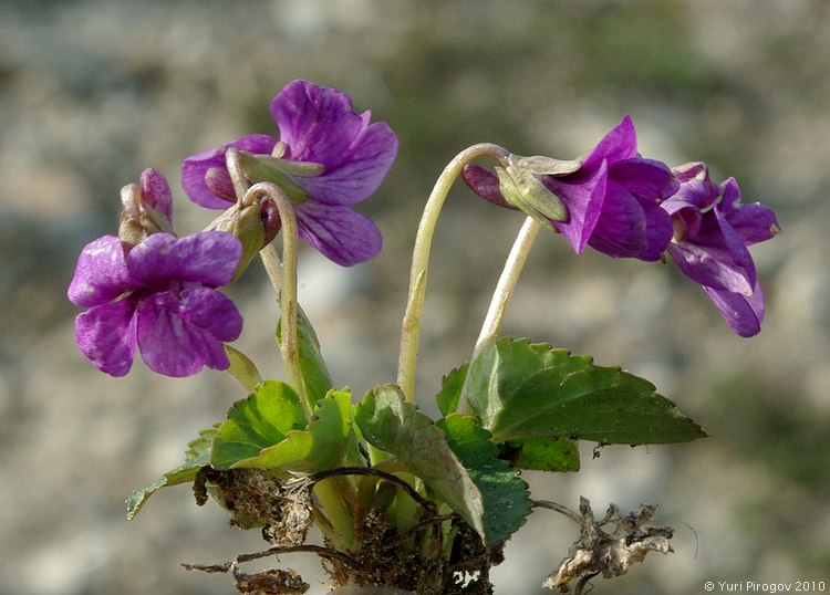 Image of Viola somchetica specimen.