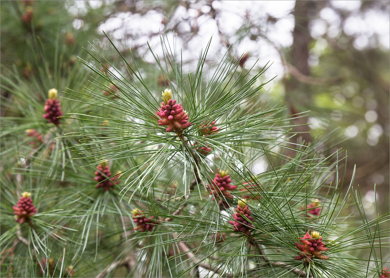 Изображение особи род Pinus.