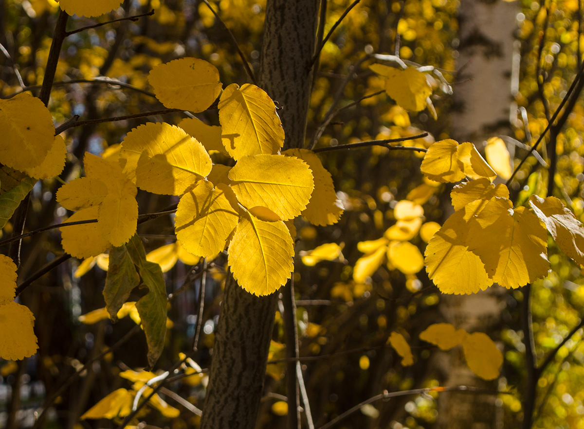 Image of Amelanchier alnifolia specimen.