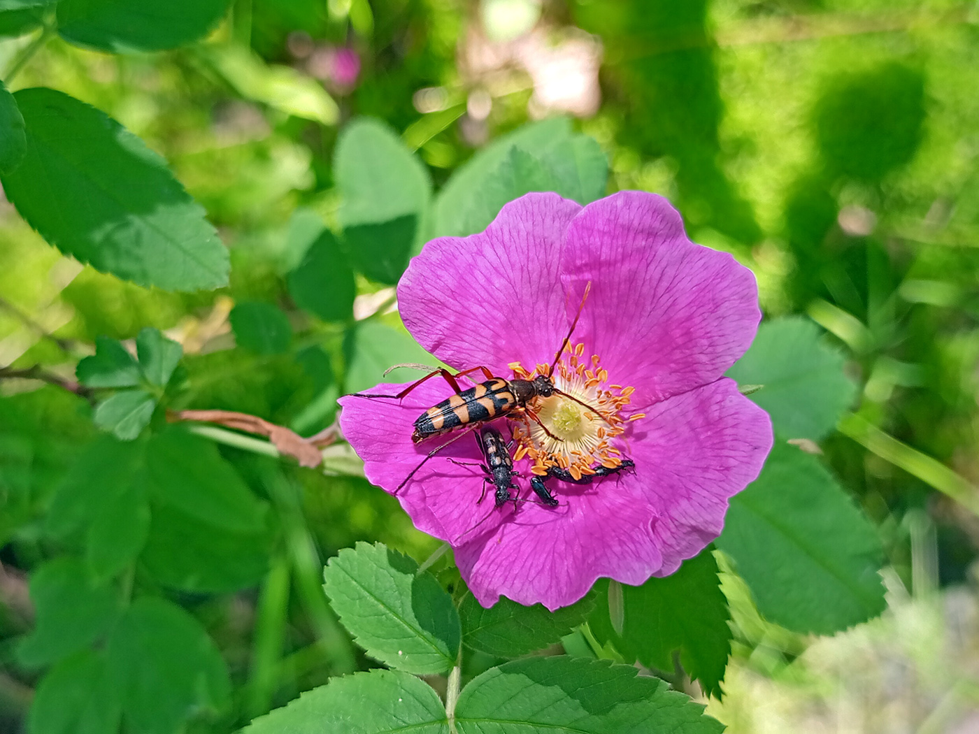 Image of Rosa acicularis specimen.