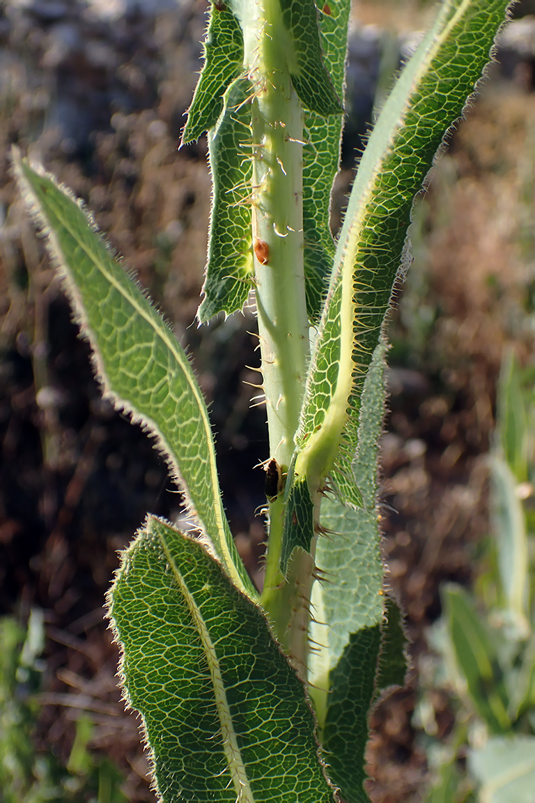 Image of Lactuca virosa specimen.