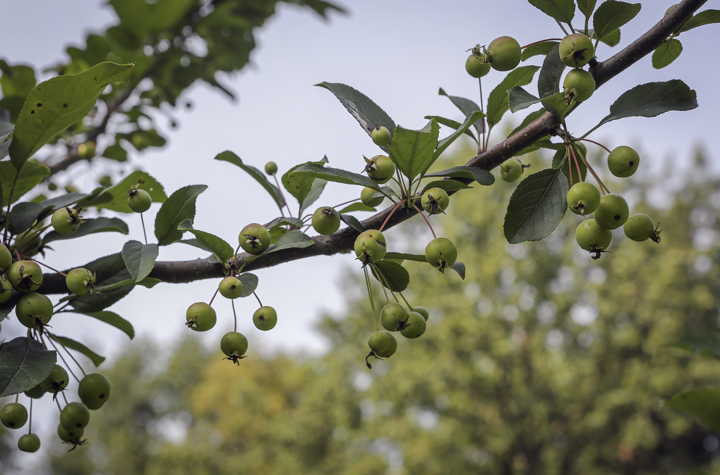 Изображение особи род Malus.