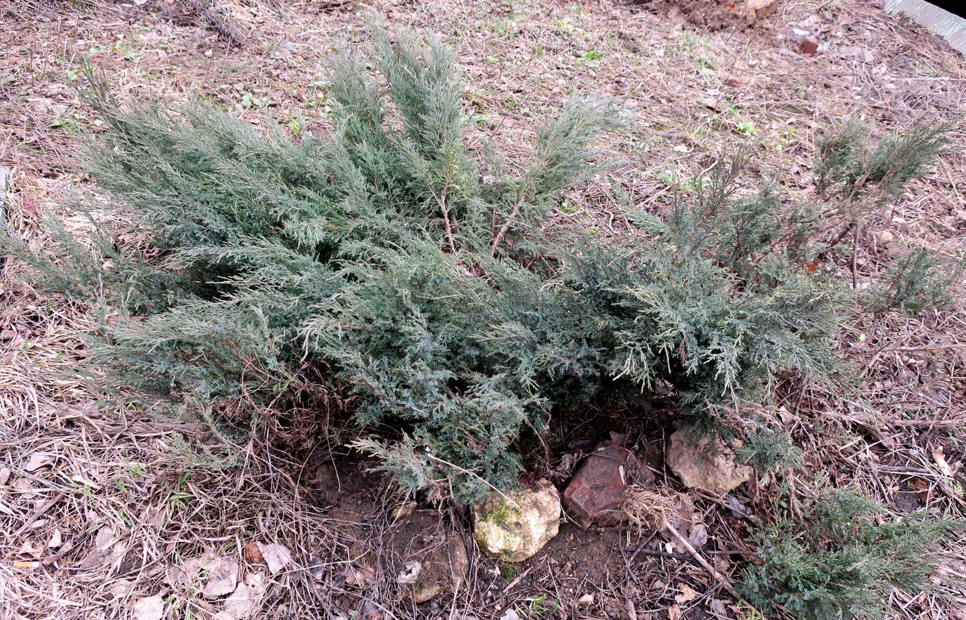 Изображение особи Juniperus sabina.