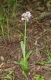 Orchis simia