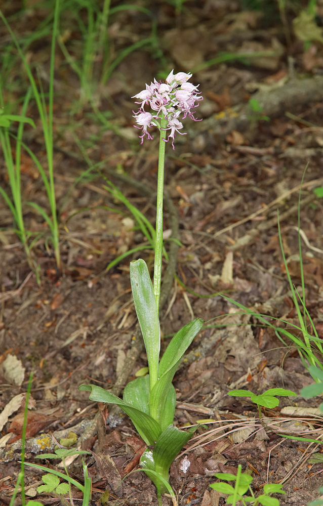 Image of Orchis simia specimen.