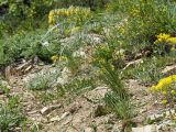 Stipa pulcherrima