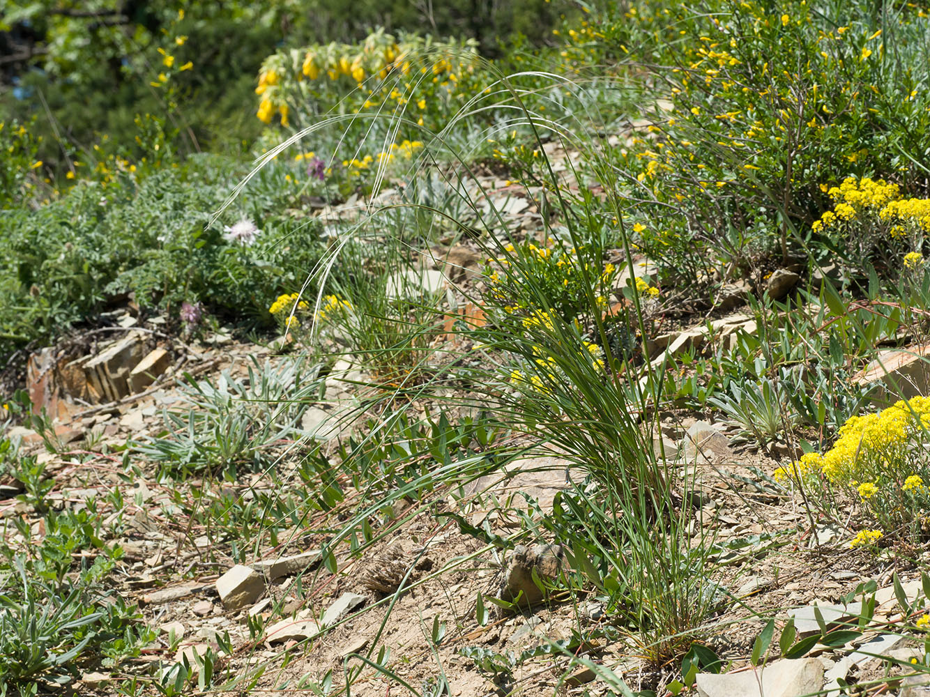 Image of Stipa pulcherrima specimen.