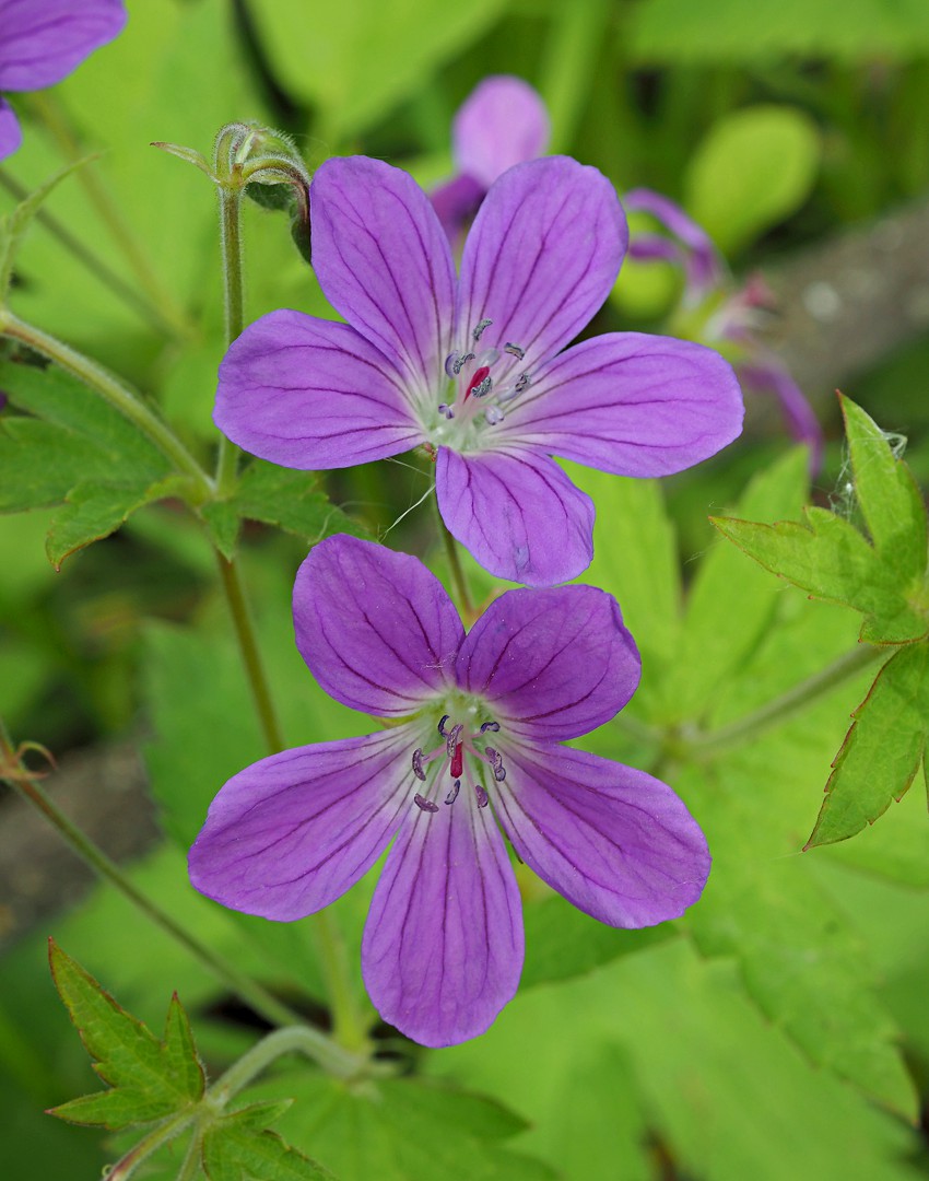 Image of Geranium sylvaticum specimen.