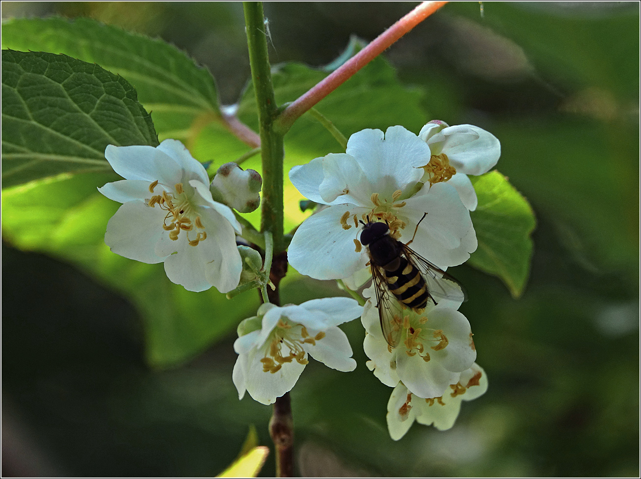 Image of Actinidia kolomikta specimen.