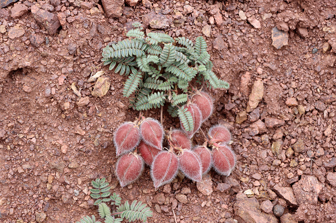 Изображение особи Oxytropis fedtschenkoana.