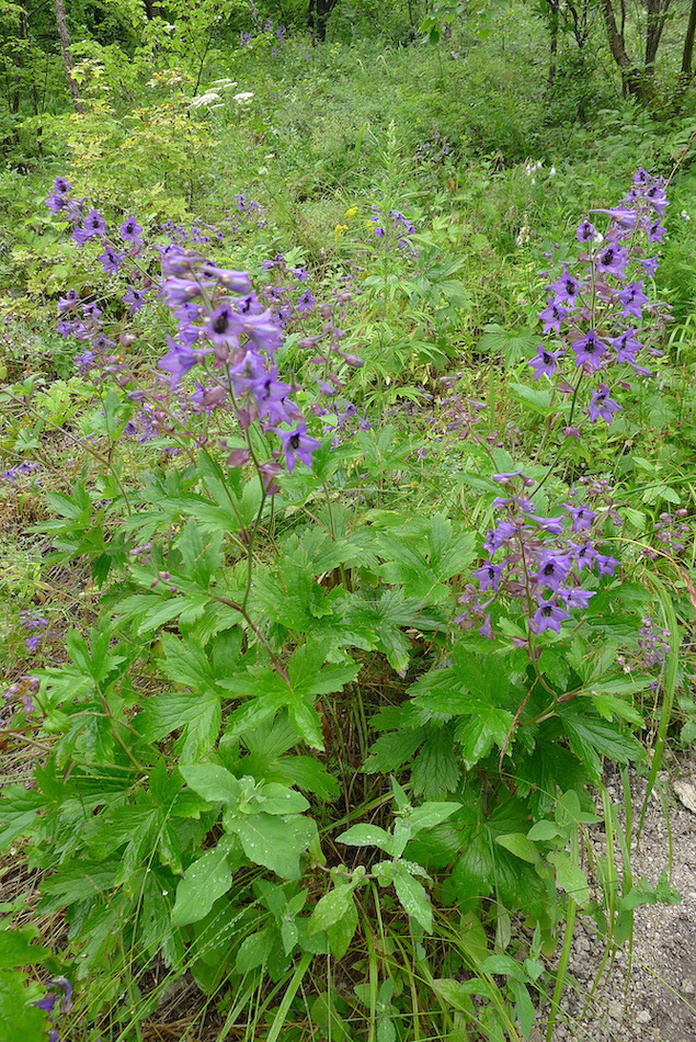 Image of Delphinium maackianum specimen.